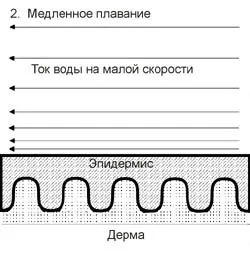 Як швидко плавають дельфіни