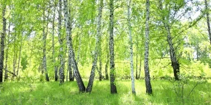 З якого дерева краще меблі (меблі) З якого дерева краще меблі