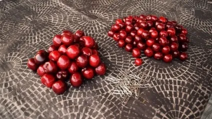 Як швидко видалити кісточки з вишні і (майже) не забруднити руки три простих способи (майже) Як швидко видалити кісточки з вишні і (майже) не забруднити руки три простих способи