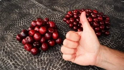 Як швидко видалити кісточки з вишні і (майже) не забруднити руки три простих способи (майже) Як швидко видалити кісточки з вишні і (майже) не забруднити руки три простих способи