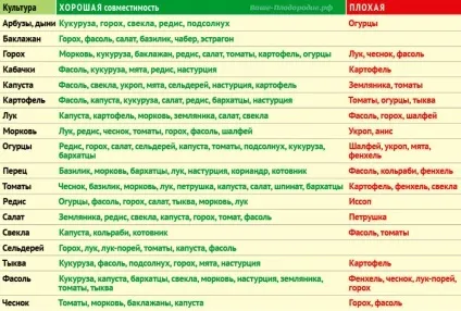 Кабачок Цукеша опис сорту, особливості посадки, вирощування та догляду