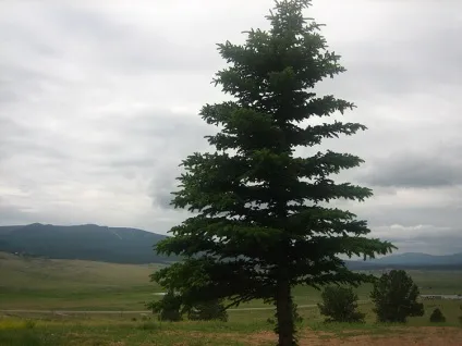 З якого дерева краще меблі (дерева) З якого дерева краще меблі