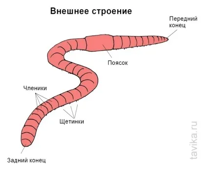 Вивчаємо дощового черв'яка