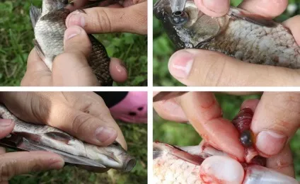 Як чистити карася швидко і якісно