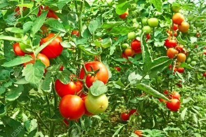 Як домогтися високого врожаю томатів, про100огород (томатів) Як домогтися високого врожаю томатів, про100огород