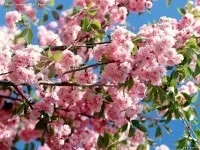 Які свята в травні, питання і відповіді (Які свята відзначаються) Які свята в травні, питання і відповіді