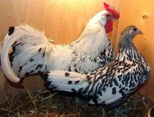 Які яєчні породи курей найбільше підходять для домашнього утримання