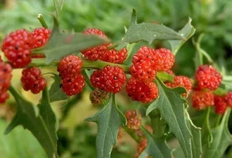 Які незвичайні рослини можна виростити у себе в городі (себе) Які незвичайні рослини можна виростити у себе в городі