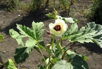 Які незвичайні рослини можна виростити у себе в городі (рослини) Які незвичайні рослини можна виростити у себе в городі