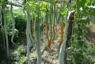 Які незвичайні рослини можна виростити у себе в городі (рослини) Які незвичайні рослини можна виростити у себе в городі
