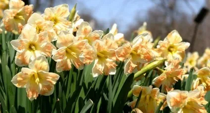Які квіти цвітуть в травні місяці (цвітуть) Які квіти цвітуть в травні місяці