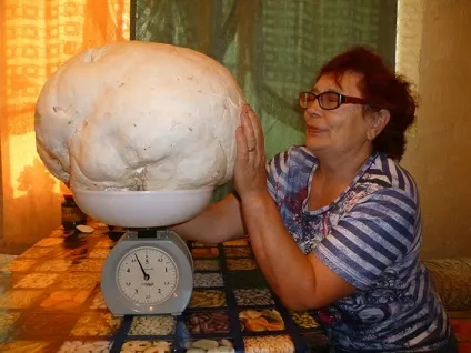 Як і коли збирати гриби, грибочки точка ру (збирати) Як і коли збирати гриби, грибочки точка ру