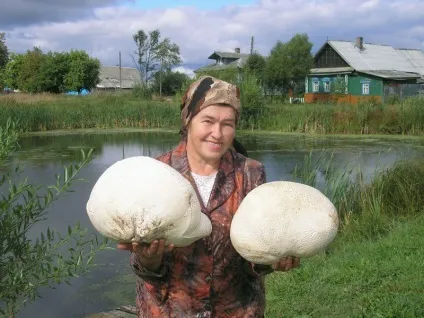 Як і коли збирати гриби, грибочки точка ру (гриби) Як і коли збирати гриби, грибочки точка ру
