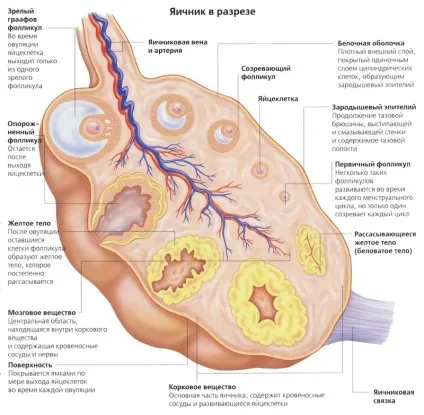 Які гормони діють на жіночий організм (гормони) Які гормони діють на жіночий організм