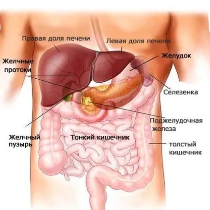 Які гормони діють на жіночий організм (організм) Які гормони діють на жіночий організм