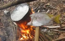 Робінзони північно-західної Суматри суматри