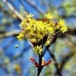 Як позбутися від кореневої порослі вишні, день дачника (позбутися) Як позбутися від кореневої порослі вишні, день дачника