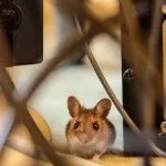 Як позбутися мишей і щурів в будинку - ефективні засоби проти гризунів! (Позбавлення) Як позбутися мишей і щурів в будинку - ефективні засоби проти гризунів!