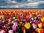 Як красиво посадити ніжні тюльпани на ділянці - фото (фото) Як красиво посадити ніжні тюльпани на ділянці - фото