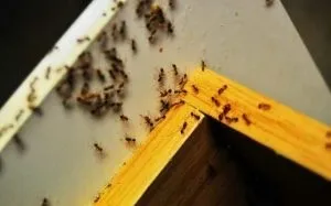 Як позбутися від червоних мурах ефективні способи і засоби