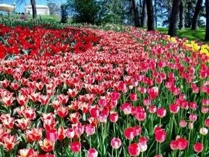 Як красиво посадити ніжні тюльпани на ділянці - фото (тюльпани) Як красиво посадити ніжні тюльпани на ділянці - фото