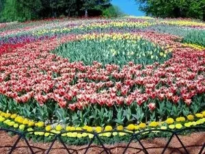 Як красиво посадити ніжні тюльпани на ділянці - фото (красиво) Як красиво посадити ніжні тюльпани на ділянці - фото