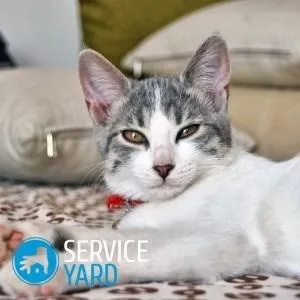 Як позбутися від запаху котячої сечі від взуття (запаху) Як позбутися від запаху котячої сечі від взуття