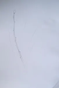 Як намалювати вербу, малюємо поетапно олівцем, мій малюк
