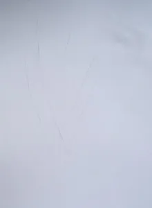 Як намалювати вербу, малюємо поетапно олівцем, мій малюк