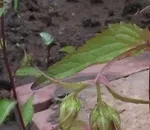 Як називаються ці квіточки (питання і відповіді) Як називаються ці квіточки