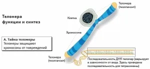 Як обдурити вік