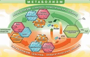 Як обдурити вік