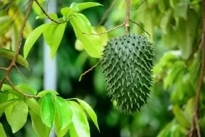 Як називаються різні види аннон (Annona cherimola аннона черімойя) Як називаються різні види аннон