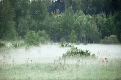 Як знайти воду на ділянці народними способами (знайти воду ділянці) Як знайти воду на ділянці народними способами