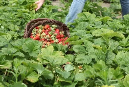 Як обрізати полуницю