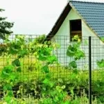 Який паркан краще поставити на ділянці як вибрати паркан (який паркан краще і дешевше) Який паркан краще поставити на ділянці як вибрати паркан