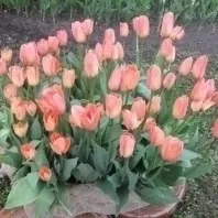 Як писати резюме