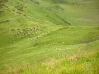Як пасуть худобу в карпатах - історія, опис, багато фотографій - 7 доріг - походи в Карпати,