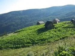Як пасуть худобу в карпатах - історія, опис, багато фотографій - 7 доріг - походи в Карпати,