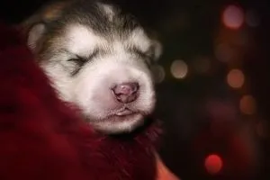 Як відучити щеняти кусатися при грі, мій щеня (відучити) Як відучити щеняти кусатися при грі, мій щеня