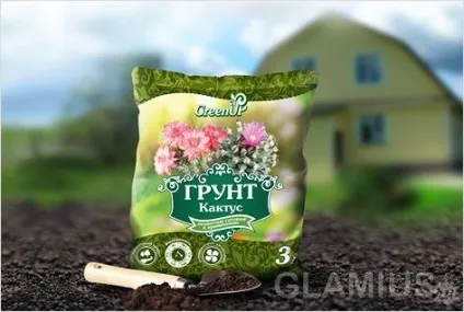 Як пересадити кактус - пересадка кактуса (як пересадити кактус) Як пересадити кактус - пересадка кактуса