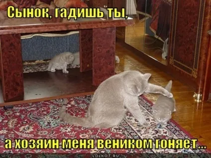 Як відучити кішку гадити на ліжко (див (ліжко) Як відучити кішку гадити на ліжко (див