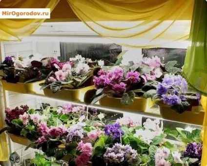 Як пересадити фіалку в період цвітіння і спокою (пересадити) Як пересадити фіалку в період цвітіння і спокою