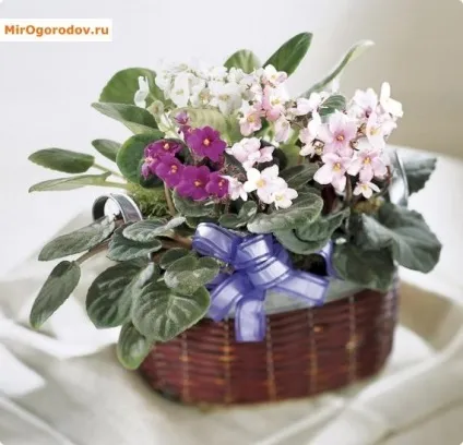 Як пересадити фіалку в період цвітіння і спокою (цвітіння) Як пересадити фіалку в період цвітіння і спокою