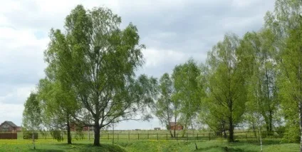 Як отримати сервітут або обмежене право користування земельною ділянкою (земельний сервітут) Як отримати сервітут або обмежене право користування земельною ділянкою