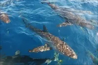 Як спіймати за хвіст акулу