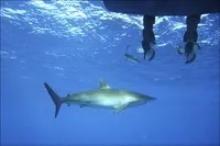 Як спіймати за хвіст акулу