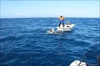 Як спіймати за хвіст акулу