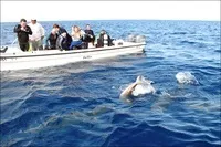 Як спіймати за хвіст акулу