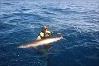 Як спіймати за хвіст акулу